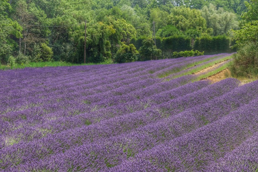 The Best Time To Plant Lavender Home Guides Sf Gate