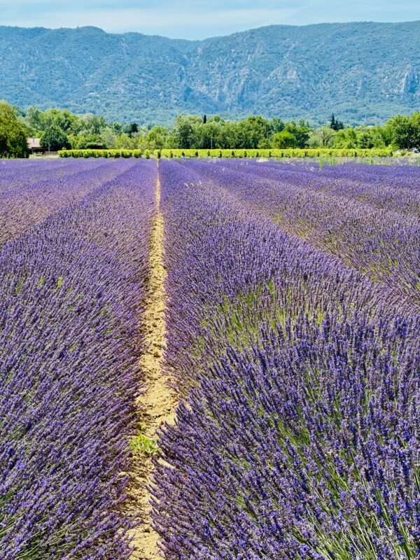 July lavender fields in Provence.